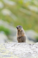 Cute marmots in their alpine habitat
