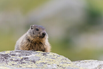 Naklejka na ściany i meble Cute marmots in their alpine habitat