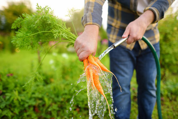 Man washing a bunch of fresh homegrown carrot under streaming water in backyard on summer day....