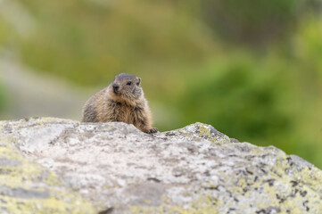 Naklejka na ściany i meble Cute marmots in their alpine habitat
