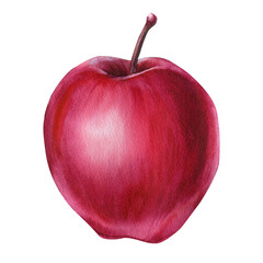 Red apple on isolated background, watercolor illustration