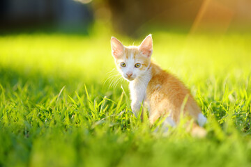 Small kitten on green grass meadow on bright sunny summer day. Cute kitty. Ginger pussycat. Lost pets.
