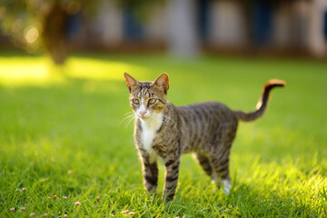 Naklejka na ściany i meble Young beauty tomcat is on green grass meadow on bright sunny summer day.