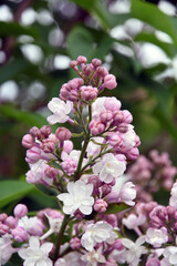 Lilac trees in lilac garden in Moscow.	
