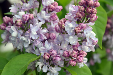 Lilac trees in lilac garden in Moscow.	
