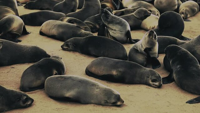 Colony of Seals in the Cape Cross Nature Reserve in Namibia