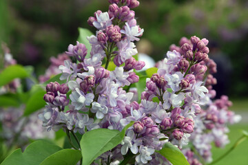 Obraz premium Lilac trees in lilac garden in Moscow. 