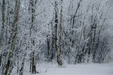 Gorgeous Winter Hoarfrost 04