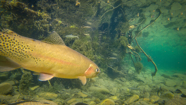 Cutthroat Trout swimming toward a submerged tree