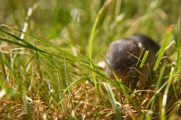 A newborn hamster crawls on the grass. Hamsters on the lawn. 