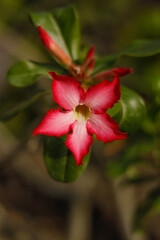 W&uuml;stenrose Blume