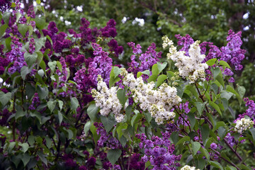 Obraz premium Lilac trees in lilac garden in Moscow. 