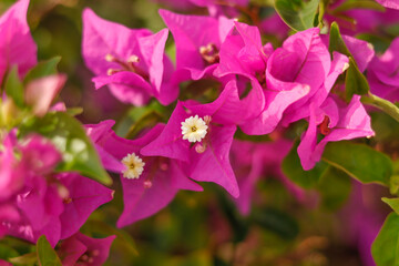 Bougainvillea blüten in pink
