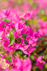 Fototapeta na wymiar Bougainvillea blüten in pink