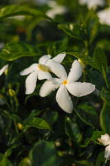 White Pulmeria flower