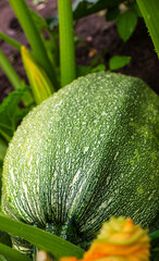 Juicy green zucchini ripening in the garden in summer