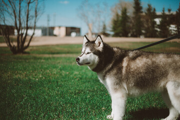 Malamute on a Warm Spring Day 02
