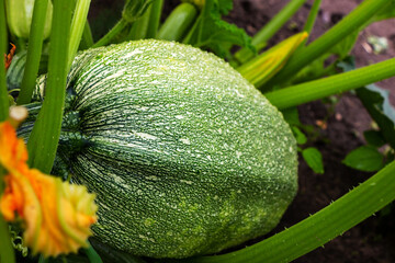 Juicy green zucchini ripening in the garden in summer
