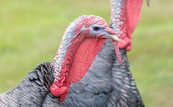 Closeup portrait of a turkey