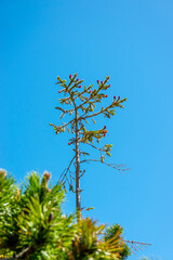 A small conifer grows out of dense knee timber