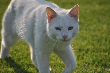 Beautiful white cat on the grass