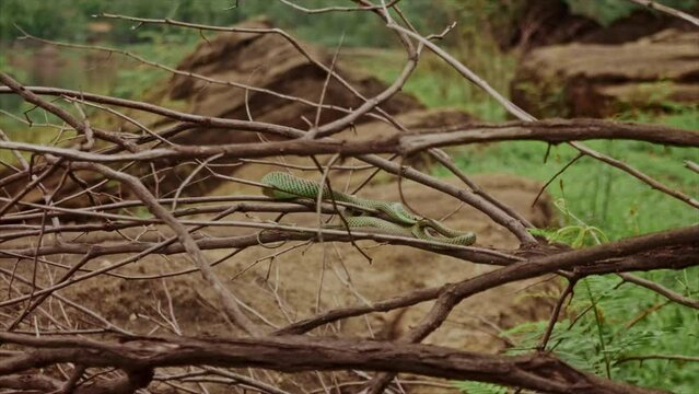 Slow motion video controlled focus by hand of dry branches with green snakes curled up.