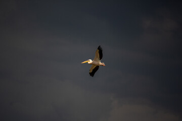 pelican in flight