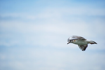 Obraz premium Soaring seagull chick against background clouds and blue sky.