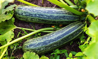 Juicy green zucchini ripening in the garden in summer