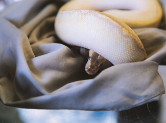 Pet Ball Python Peeking Out