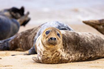 Seal basking on the beach at Horsey, Norfolk, UK.