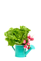 Green lettuce leaves and radishes in decorative watering can on white background. © freeman83