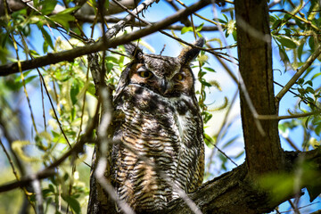 great horned owl