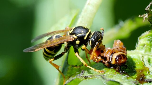 Wasp eats a worm in 4K VIDEO. Rare footage of wasp (vespula vulgaris) eating larva of Colorado beetle (Leptinotarsa decemlineata) on potato plant. Close-up of insect pest and his natural enemy.