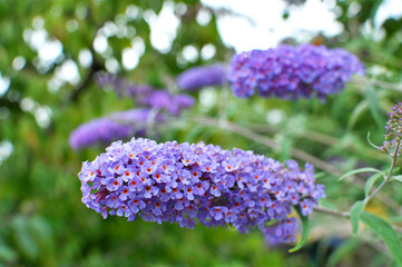 Buddleja davidii is blooming in the garden