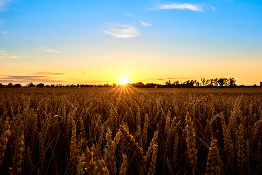 Golden field with ripe wheat ears at sunset, Food crisis and world hunger concept, Growing wheat sprouts closeup, Harwest problem © Lazy_Bear