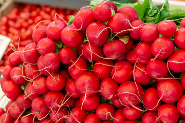 Bunches of fresh organic red radish vegetables