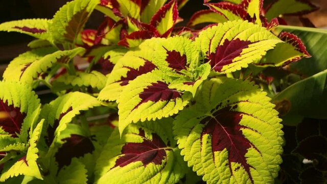 Beautiful view of a Coreus plant in Germany