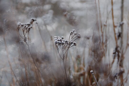 Winterblume