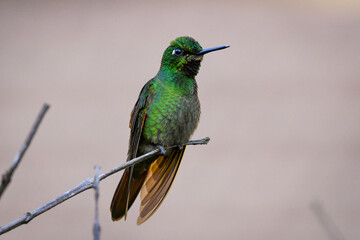 Brazilian Ruby (Heliodoxa rubricauda)