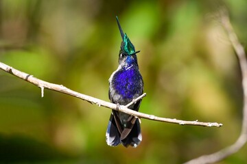 Green-crowned Plovercrest (Stephanoxis lalandi)