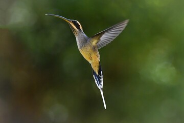Scale-throated Hermit (Phaethornis eurynome) © Leandro