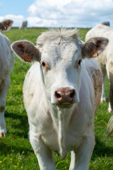 Herd of cows resting on green grass pasture, milk and cheese production in Normandy, France