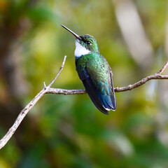 Fototapeta na wymiar White-throated Hummingbird (Leucochloris albicollis)