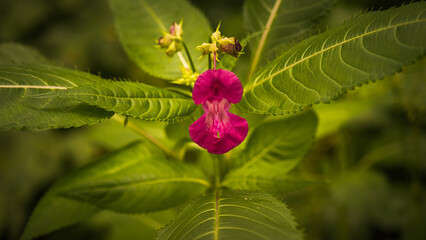 A very beautiful red flower bloomed in the forest on the background of green leaves in the evening