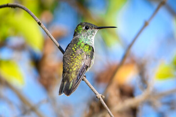 Versicolored Emerald  (Chrysuronia versicolor)