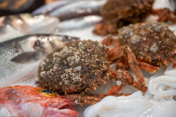 Assortment of fresh catch of fishes, seashells, molluscs on fish market in Spain