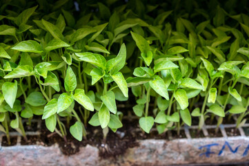 Young green organic vegetables seedlings on farmers market to sell