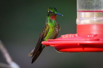 Brazilian Ruby (Heliodoxa rubricauda)