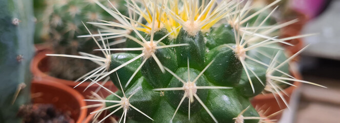 Young seedlings of cactus Notocactus horstii closeup